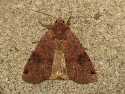 Attēlu rezultāti vaicājumam “Xestia baja”