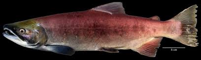 Image result for Oncorhynchus