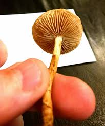 Attēlu rezultāti vaicājumam “Diderma subviridifuscum var. macrospora* spores”