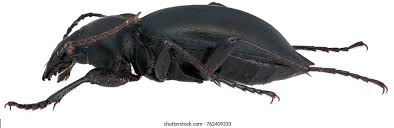 Attēlu rezultāti vaicājumam “Carabus glabratus”