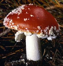 Attēlu rezultāti vaicājumam “Amanita muscaria”