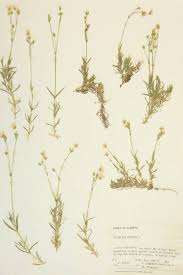 Attēlu rezultāti vaicājumam “Cerastium arvense”