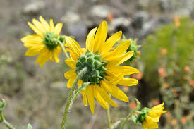 Image result for Helianthus annuus