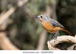 Image result for Phoenicurus moussieri