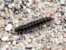 Attēlu rezultāti vaicājumam “Spiris striata”