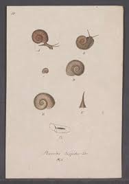 Attēlu rezultāti vaicājumam “Planorbis planorbis”