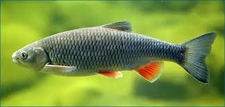 Image result for Squalius vardarensis