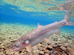 Image result for Oncorhynchus