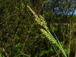 Attēlu rezultāti vaicājumam “Carex hartmanii”