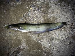 Image result for Argyrosomus japonicus