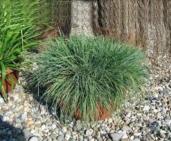 Attēlu rezultāti vaicājumam “Koeleria glauca flower”