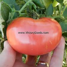 Afbeeldingsresultaat voor caspian pink tomato