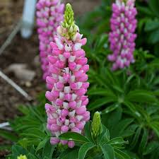 Attēlu rezultāti vaicājumam “Lupinus polyphyllus”