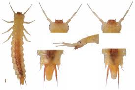 Attēlu rezultāti vaicājumam “Dendrophagus crenatus”