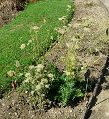 Attēlu rezultāti vaicājumam “Libanotis montana”