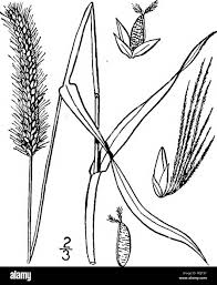 Attēlu rezultāti vaicājumam “Setaria glauca”