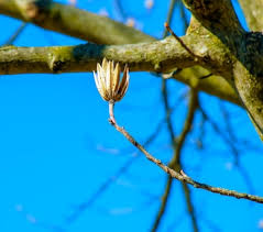 Attēlu rezultāti vaicājumam “Liriodendron tulipifera bud”