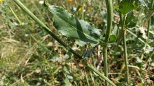 Attēlu rezultāti vaicājumam “Rumex thyrsiflorus”