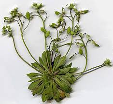 Attēlu rezultāti vaicājumam “Erophila verna flower”