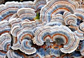 Attēlu rezultāti vaicājumam “Trametes versicolor”