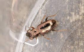 Attēlu rezultāti vaicājumam “Notiophilus biguttatus”