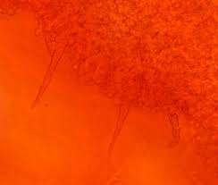 Attēlu rezultāti vaicājumam “Mycoacia fuscoatra”