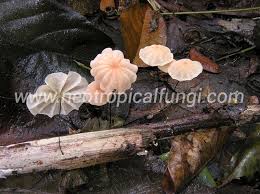 Attēlu rezultāti vaicājumam “Marasmius sp.”