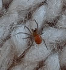 Attēlu rezultāti vaicājumam “Linyphiidae”