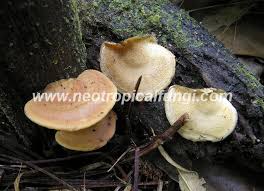 Attēlu rezultāti vaicājumam “Antrodiella”