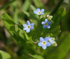 Attēlu rezultāti vaicājumam “Myosotis laxa subsp. baltica flower”