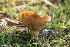 Attēlu rezultāti vaicājumam “Leccinum versipelle”