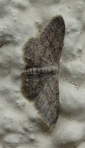 Attēlu rezultāti vaicājumam “Idaea seriata”