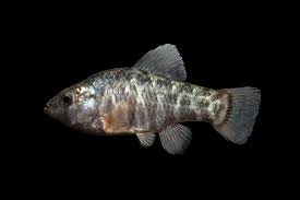 Attēlu rezultāti vaicājumam “Cychramus variegatus”