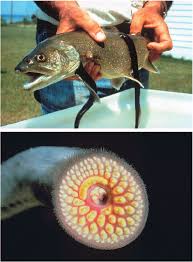 Image result for Petromyzon marinus