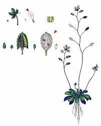 Attēlu rezultāti vaicājumam “Erophila verna fruit”