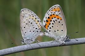 Attēlu rezultāti vaicājumam “Plebejus argyrognomon”
