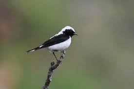 Image result for Oenanthe pleschanka