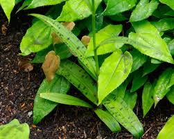 Attēlu rezultāti vaicājumam “Dactylorhiza maculata leaf”
