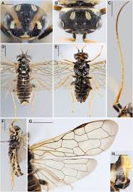 Attēlu rezultāti vaicājumam “Pamphiliidae”