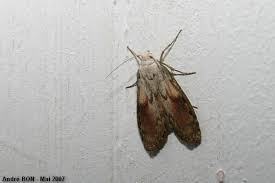 Attēlu rezultāti vaicājumam “Aphomia sociella female”