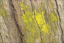 Attēlu rezultāti vaicājumam “Chrysothrix candelaris”