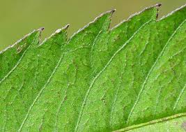 Attēlu rezultāti vaicājumam “Bidens frondosa leaf”