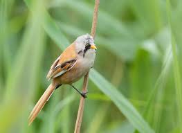 Attēlu rezultāti vaicājumam “Panurus biarmicus male”