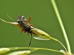 Attēlu rezultāti vaicājumam “Closterotomus biclavatus”