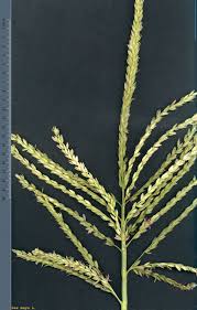 Attēlu rezultāti vaicājumam “Zea mays female flower”