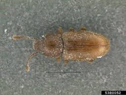 Attēlu rezultāti vaicājumam “Silvanidae”