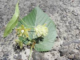 Attēlu rezultāti vaicājumam “Tilia x moltkei”