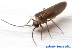 Attēlu rezultāti vaicājumam “Coniopterygidae”