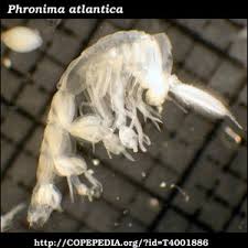 Attēlu rezultāti vaicājumam “Phronia sp.”