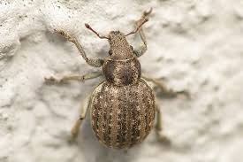 Attēlu rezultāti vaicājumam “Philopedon plagiatum”